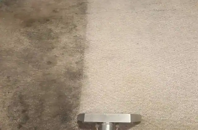 All Star Carpet Care carpet cleaning business photo 1